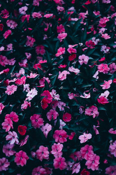Flower Background