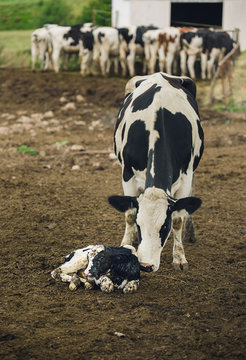 Cow birth