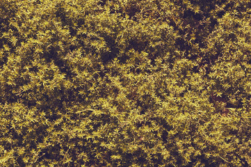 Leaves background (Galium aparine)