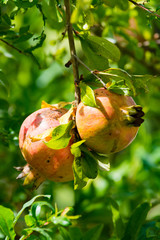 Pomegranate fruits riping on the tree