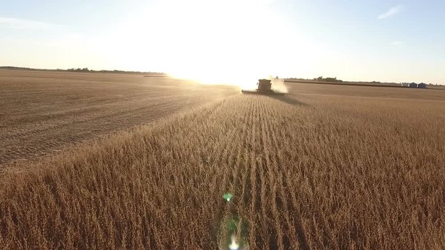 farmer combining bean field in rural midwest United States