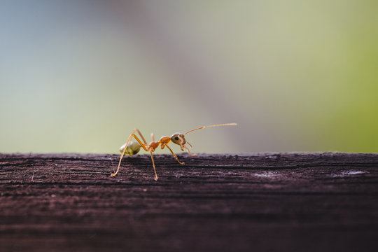 Ant on tree