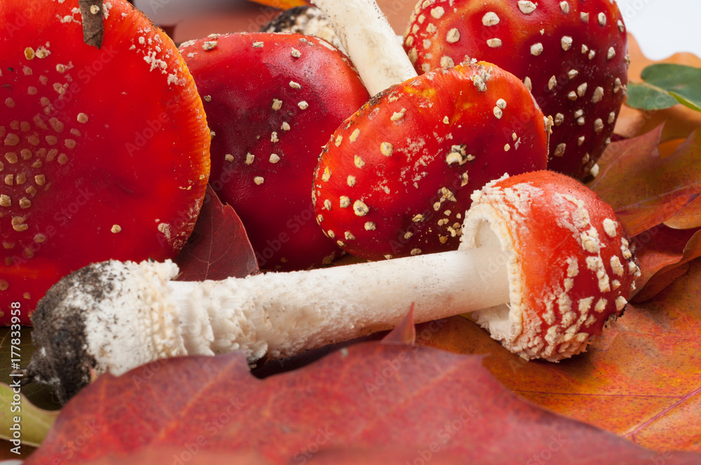 Wall mural fly agarics on the autumn leaves