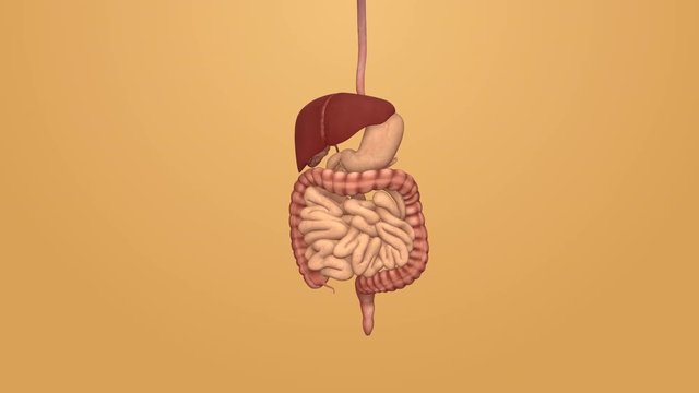 3d illustration of gastrointestinal tract anatomy