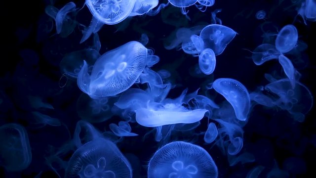 Jellyfish Underwater Footage with glowing medusas moving around in the water