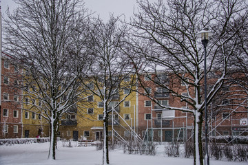 swedish winter , trees without leaves