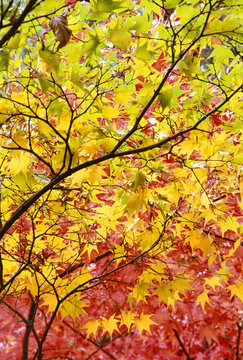 Japanese maple (acer palmatum) leaves in autumn color