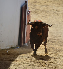 toro