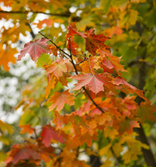 Multicolored maple leaves