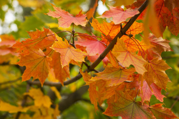 Multicolored maple leaves