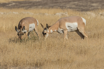 Naklejka na ściany i meble Pronghorn Antelope Does