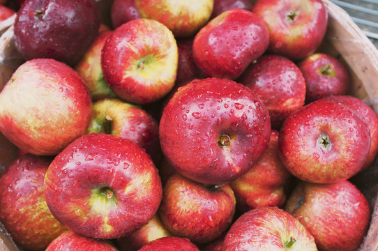 Dewy red apples in basket