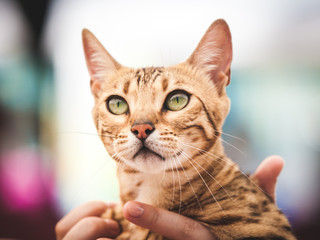 Close-up of purebred cat