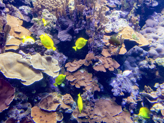 Naklejka na ściany i meble Reef Fish 1, Maui