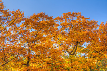 Colorful leafes in an autumn forest scenery
