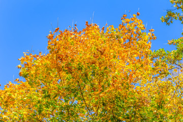 Colorful leafes in an autumn forest scenery