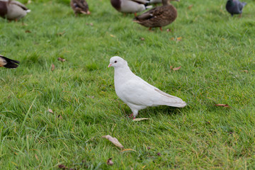 Dove from Reserve Tsaritsyno, Moscow