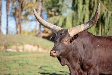 Bue dei Watussi, Bos taurus. toro con gigante corna