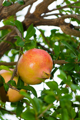 Pomegranate fruits riping on the tree