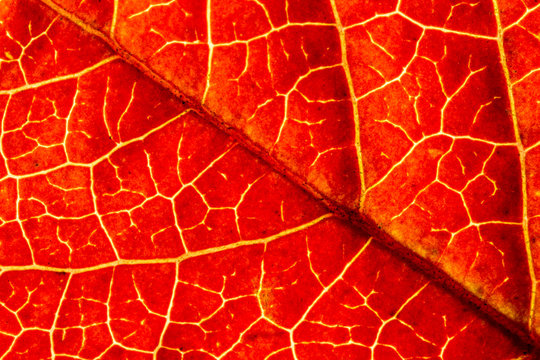 Red Leaf Texture