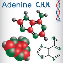 Adenine (A, Ade) - purine nucleobase, fundamental unit of the genetic code in DNA and RNA. Structural chemical formula and molecule model