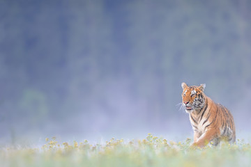 Siberian tiger on grass