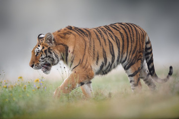 Naklejka na ściany i meble Siberian tiger on foggy summer morning