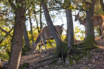 Obraz na płótnie Canvas Antilope Alcina, Taurotragus oryx , foresta di montagna in autunno. Antilope gratta le corna con radice di un albero. Antilope cammina su foglie arancione in una foresta durante l autunno