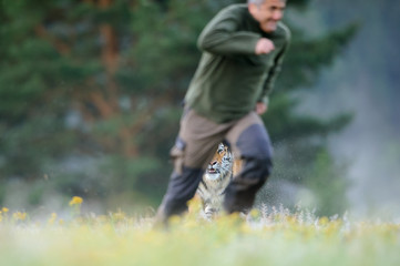 Man running out before tiger