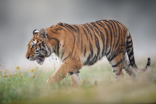 Fototapeta Siberian tiger on foggy summer morning