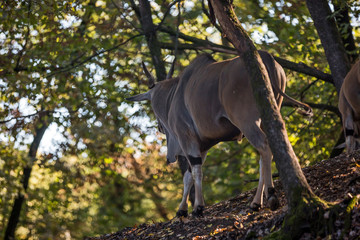 Antilope alcina, Taurotragus oryx, in mezzo alle alberi in una foresta autunnale