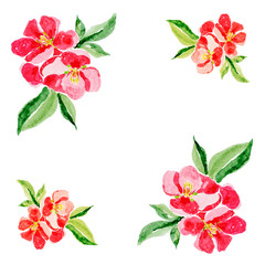 Greeting card in Japanese style. Botanical watercolor illustration of Red quince flower in blossom on white background. Could be used for web design, polygraphy or textile