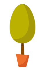 Young tree in a pot