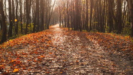 Selbstklebende Fototapete Herbst Die Straße im Park im Spätherbst.