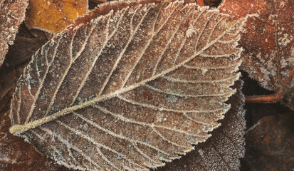 Brown leaf, background, texture, close-up.
