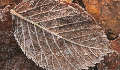 Brown leaf, background, texture, close-up.
