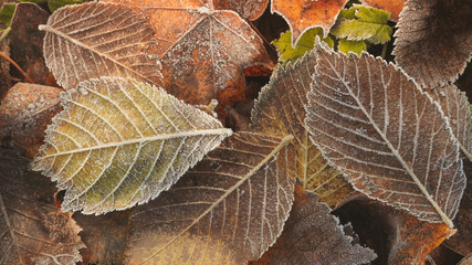 Brown leaf, background, texture, close-up.
