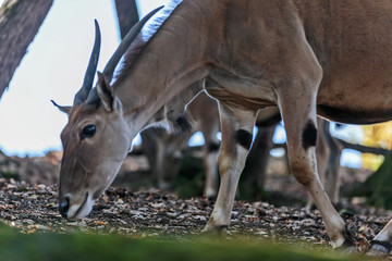 Antilope Alcina, Taurotragus oryx . Antilope nella foresta in autunno. I colori d autunno un...