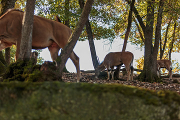 Antilope Alcina, Taurotragus oryx . Antilope nella foresta in autunno. I colori d autunno un Antilope cammina fra gli alberi   