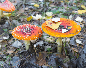 Two red spotted fly agaric in the autumn forest