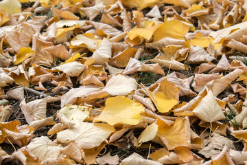 background texture of yellow leaves autumn leaf background