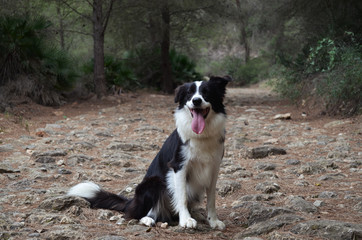 Border Collie