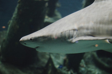 Naklejka premium shark