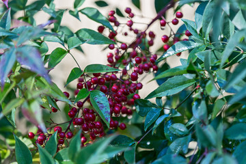 Obraz premium Nandina domestica, Bambù sacro