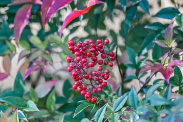 Obraz premium Nandina domestica, Bambù sacro