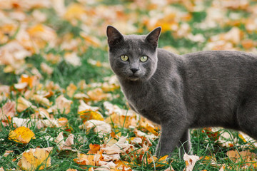Russian blue cat outdoors in autumn nature