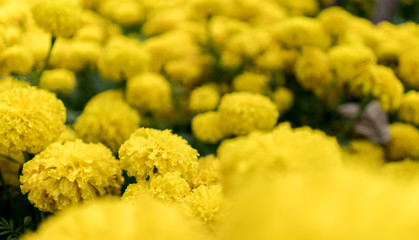 Beautiful marigold flowers in the garden