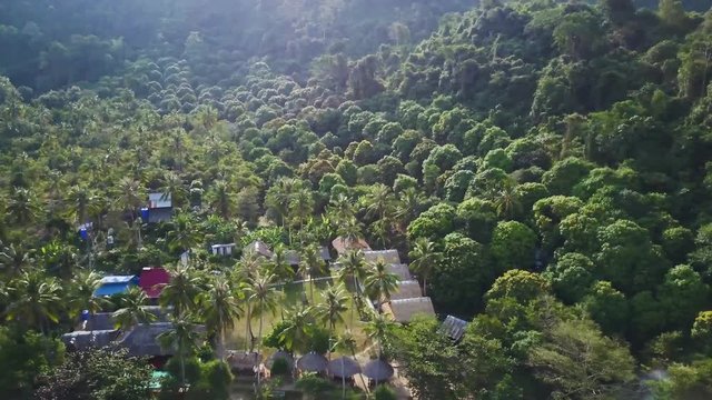 Camera ascending from a backpacker resorts to reveal a dense jungle just beyond the palm trees.