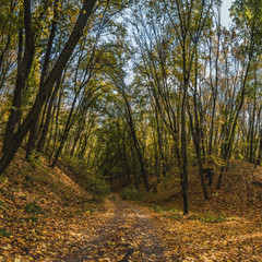 Walking in autumn colors in the forest. Forest lane in autumn colors. Fairy colorful forest.