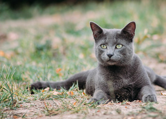 Russian blue cat outdoors in autumn nature
